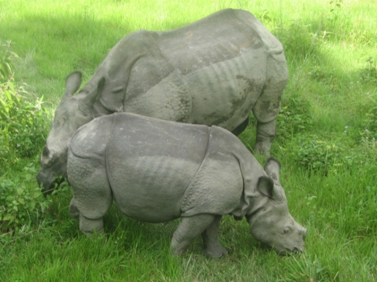 Singlereis India & Nepal 22-daagse rondreis