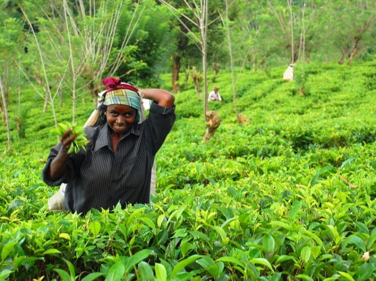 Singlereis Sri Lanka 15-daagse rondreis