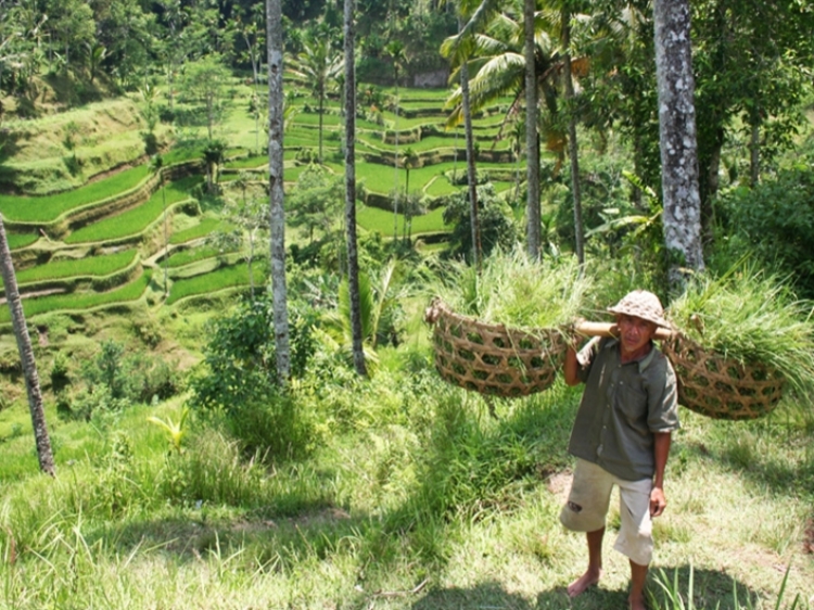 Singlereis Indonesië: Soenda eilanden 21-daagse rondreis