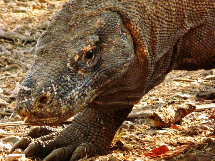 Singlereis Indonesië: Soenda eilanden 21-daagse rondreis