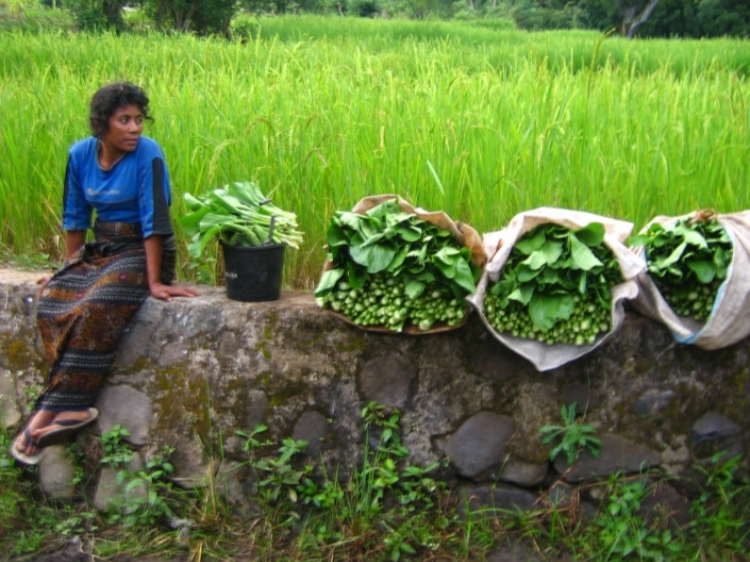Singlereis Indonesië: Soenda eilanden 21-daagse rondreis