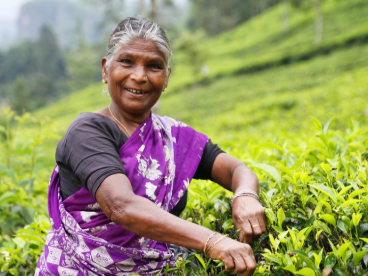 Singlereis Sri Lanka 22-daagse rondreis