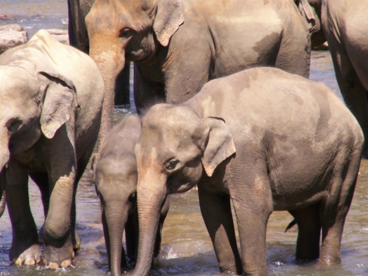 Singlereis Sri Lanka 22-daagse rondreis