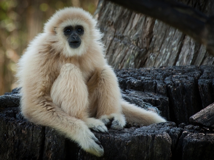 Singlereis Zuid-Thailand 15-daagse rondreis