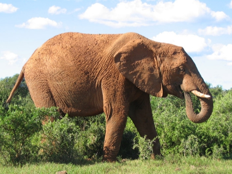 Singlereis Zuid-Afrika, eSwatini & Lesotho Indrukwekkend Zuid-Afrika
