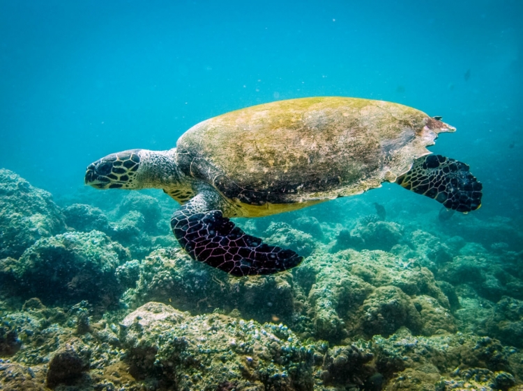 Singlereis HBO+ Winterzon op Kaapverdië