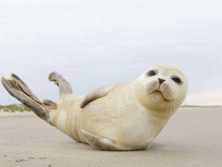 Singlereis HBO+ Midweek Ameland