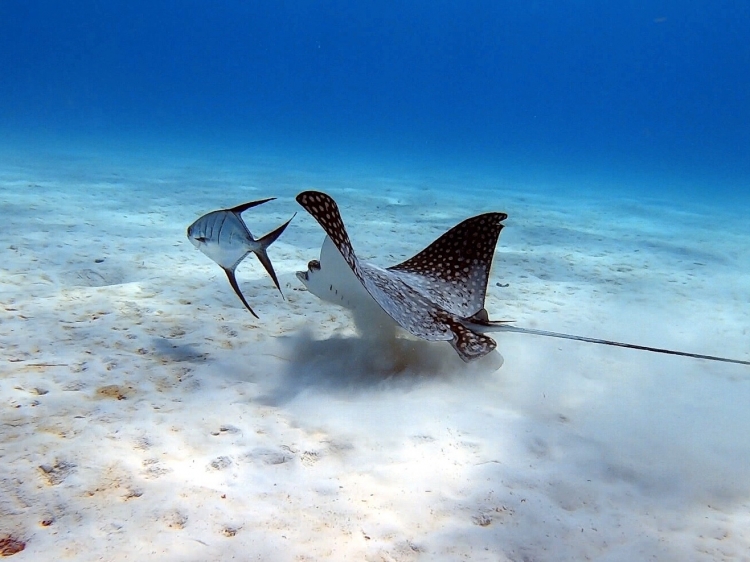 Singlereis Duikvakantie Bonaire  het Duikersparadijs
