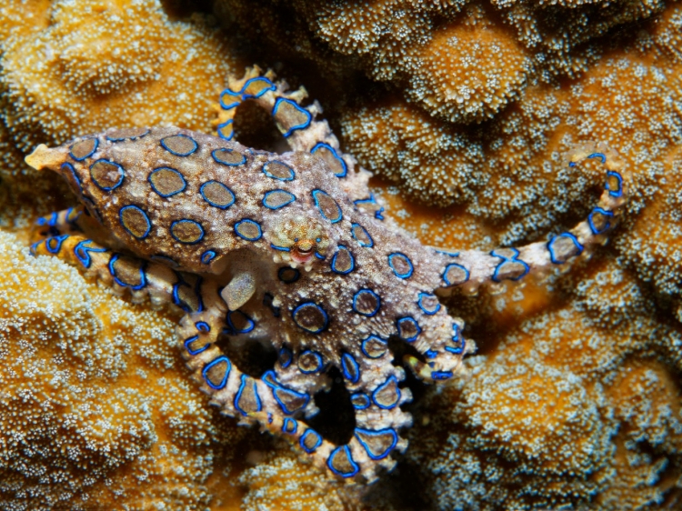 Singlereis Duikvakantie Manado Indonesië 