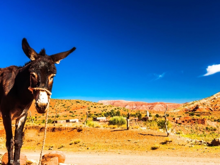 Singlereis Actieve rondreis door cultureel Marokko