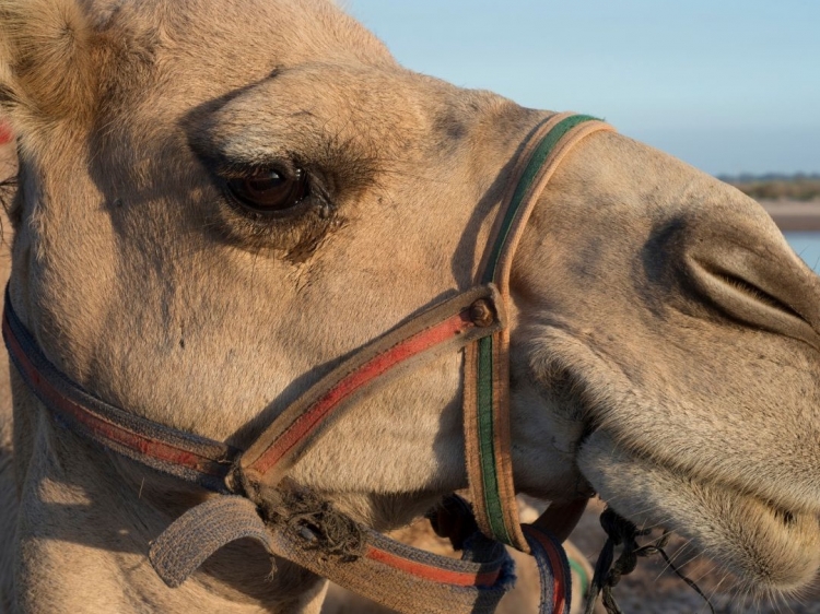 Singlereis Actieve rondreis door cultureel Marokko