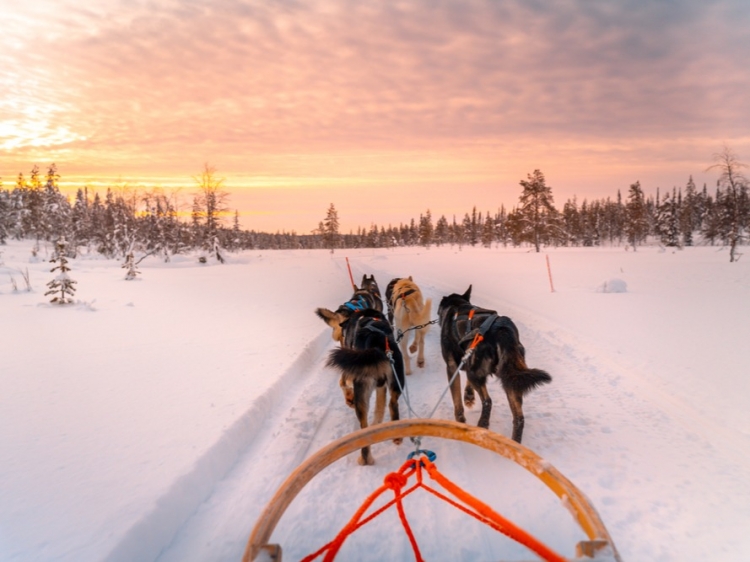 Singlereis HBO+ Ontdek Fins Lapland