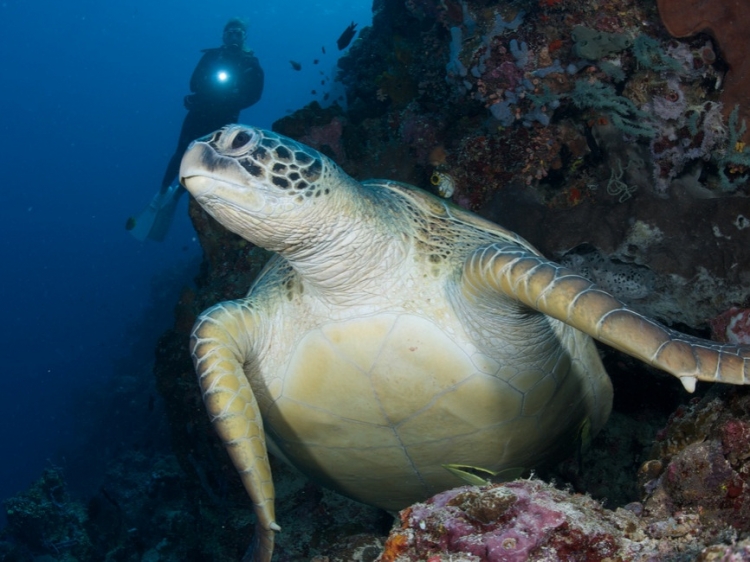 Singlereis Duikvakantie Manado Indonesië 