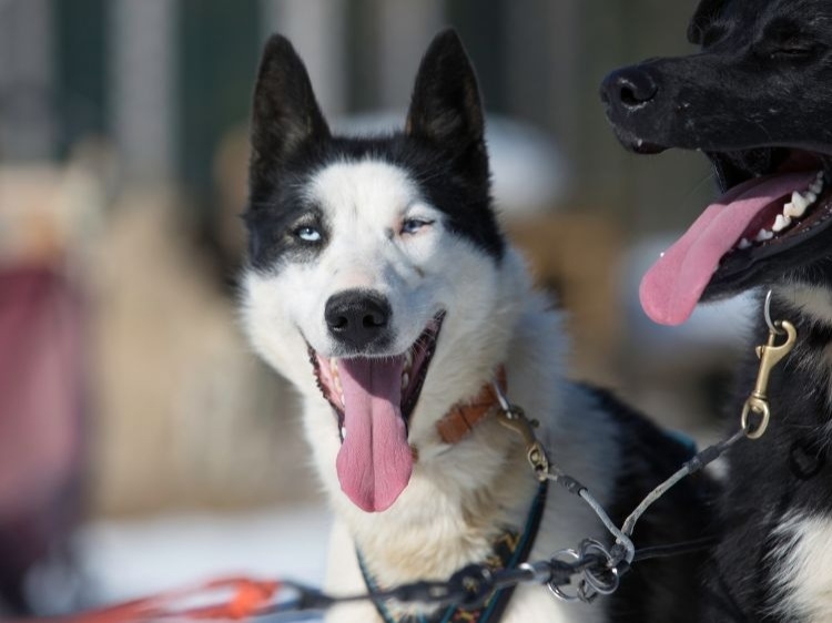 Groepsreis Noorderlicht Avontuur In Zweeds Lapland