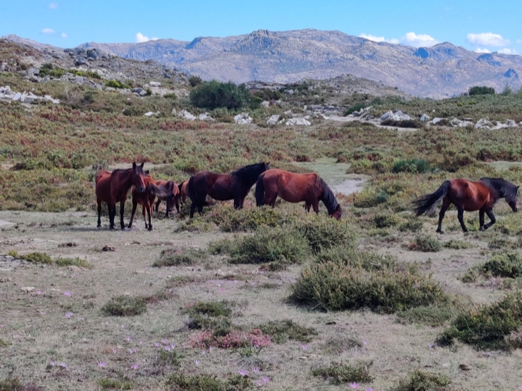 Singlereis Actieve vakantie In Noord-Portugal