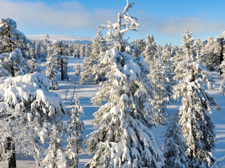 Singlereis Wintersport in Zweden Voor beginnende skiërs