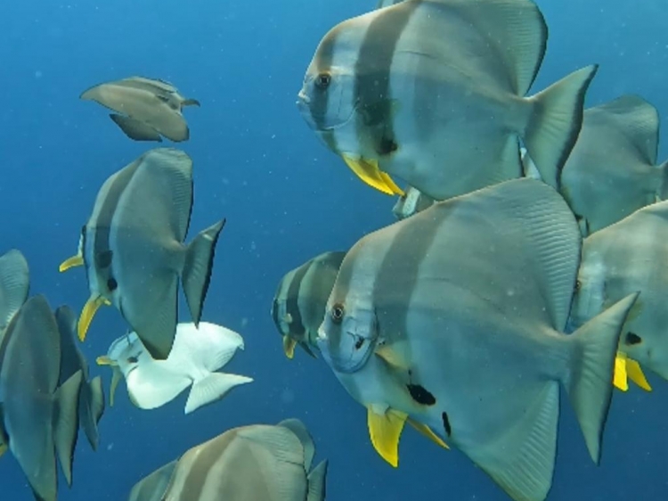 Singlereis Duikvakantie Malediven Liveaboard