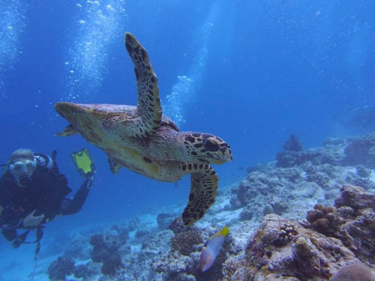 Singlereis Duikvakantie Manado Indonesië 