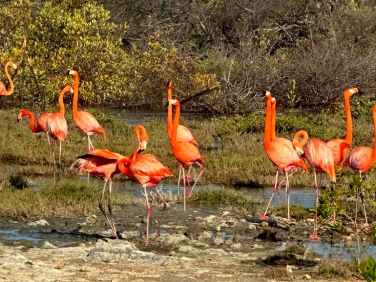 Singlereis Duikvakantie Bonaire  het Duikersparadijs