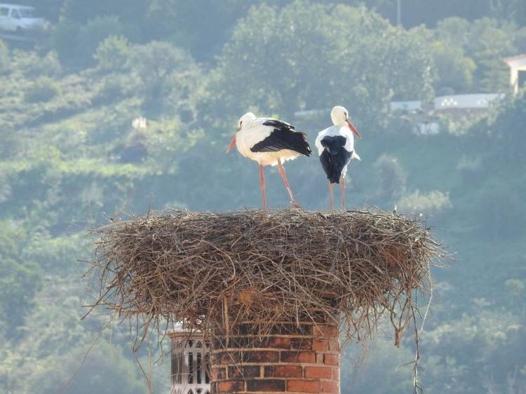 Singlereis Winterzonvakantie in de Algarve