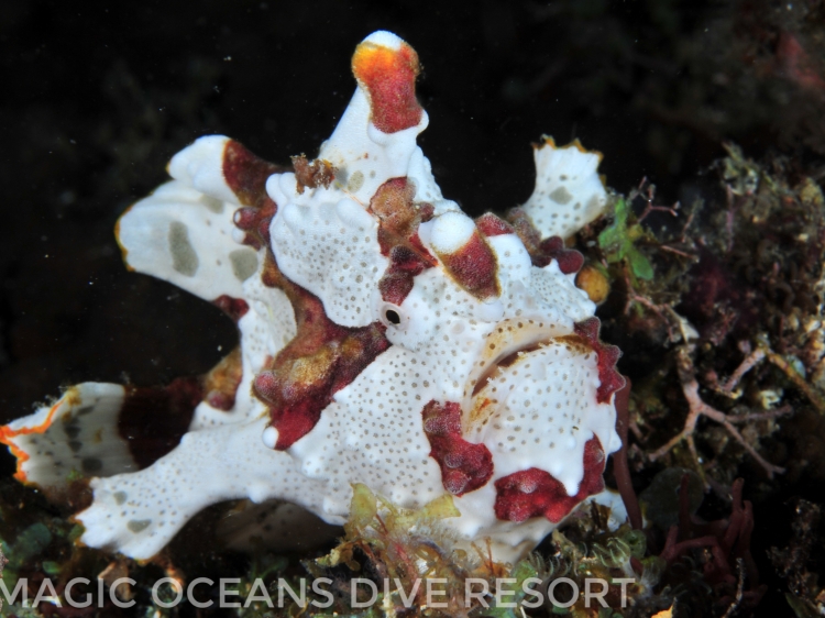 Singlereis Duikvakantie Op de Filipijnen