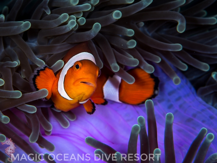 Singlereis Duikvakantie Op de Filipijnen