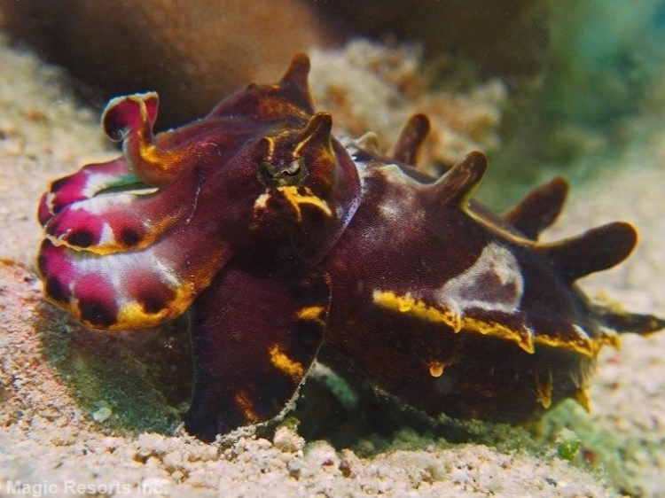 Singlereis Duikvakantie Op de Filipijnen