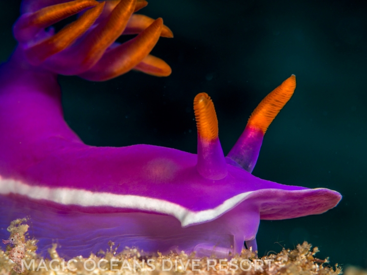 Singlereis Duikvakantie Op de Filipijnen