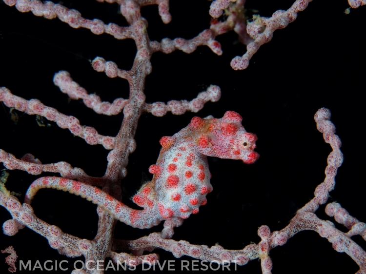 Singlereis Duikvakantie Op de Filipijnen