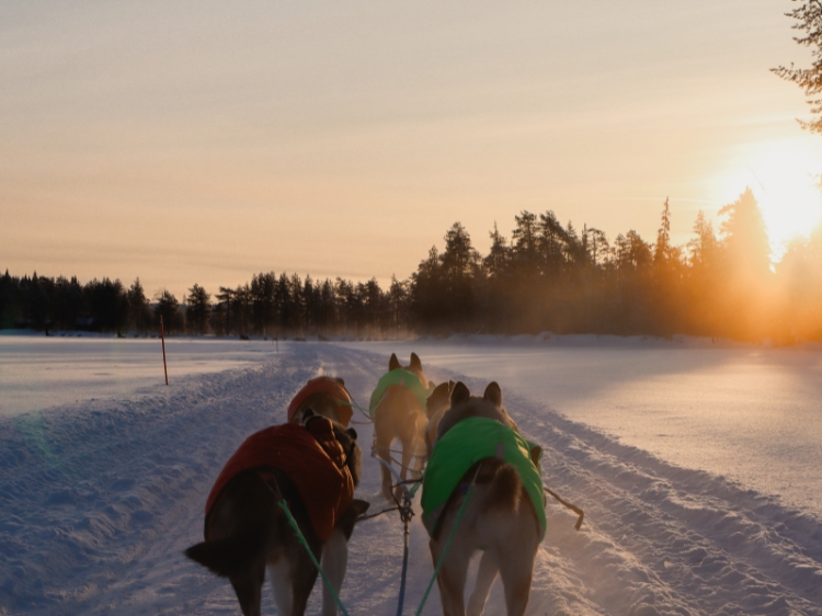 Singlereis Wintervakantie in Zweeds Lapland