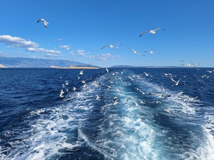 Singlereis Genieten van Zon en Cultuur op het eiland Krk