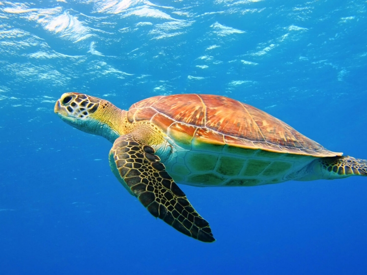 Singlereis HBO+ Relaxen op Bonaire