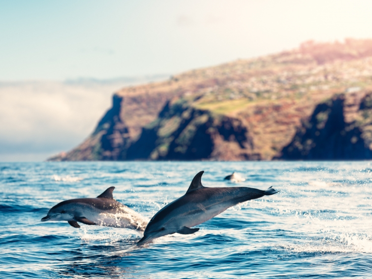 Groepsreis Actieve reis naar avontuurlijk Madeira