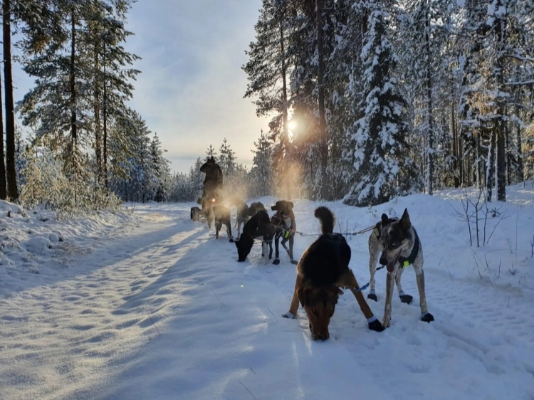 Singlereis Ontdek Zweeds Lapland Vanuit een husky basecamp 