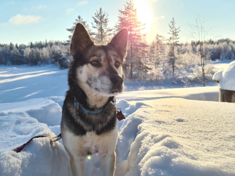 Singlereis Ontdek Zweeds Lapland Vanuit een husky basecamp 