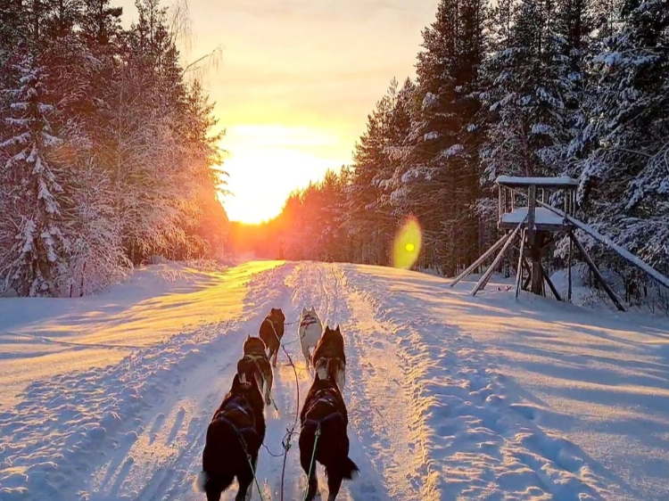 Singlereis Ontdek Zweeds Lapland Vanuit een husky basecamp 