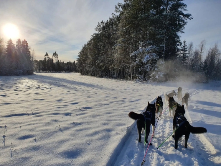 Singlereis Ontdek Zweeds Lapland Vanuit een husky basecamp 