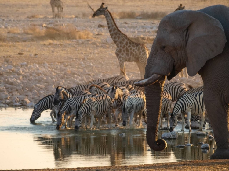 Singlereis Actieve rondreis Namibië