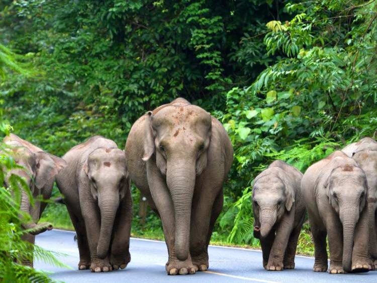 Singlereis 15-daagse rondreis  Thailand en Cambodja