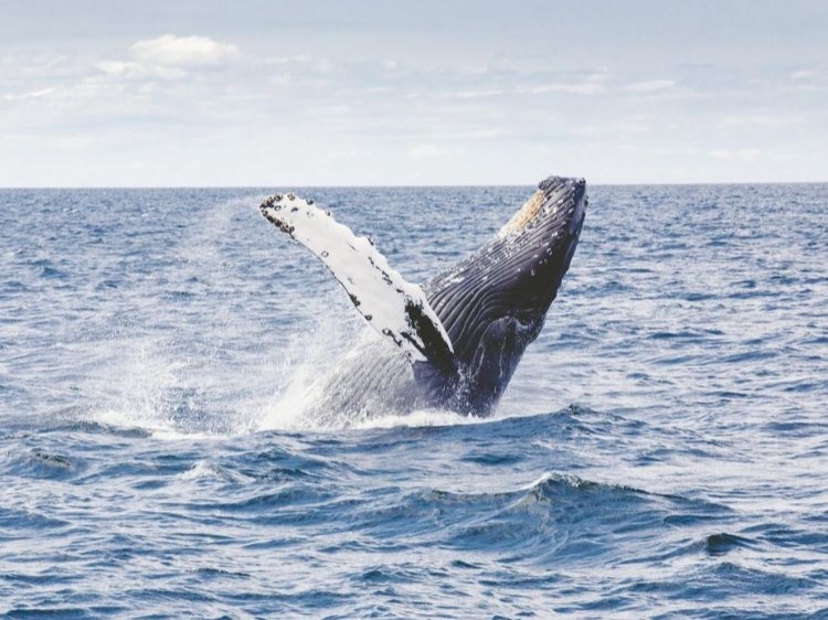 Groepsreis Actieve vakantie op de Azoren