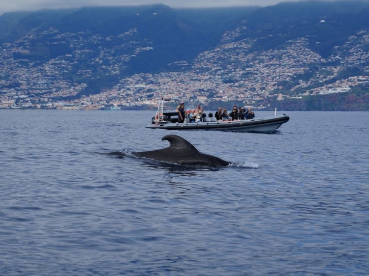 Singlereis Zorgeloze Zonvakantie op bloemeneiland Madeira
