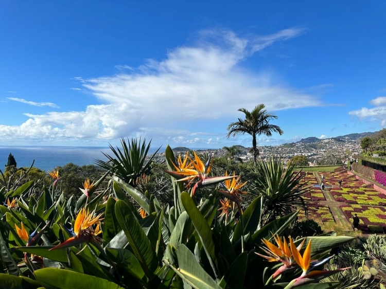 Singlereis Zorgeloze Zonvakantie op bloemeneiland Madeira