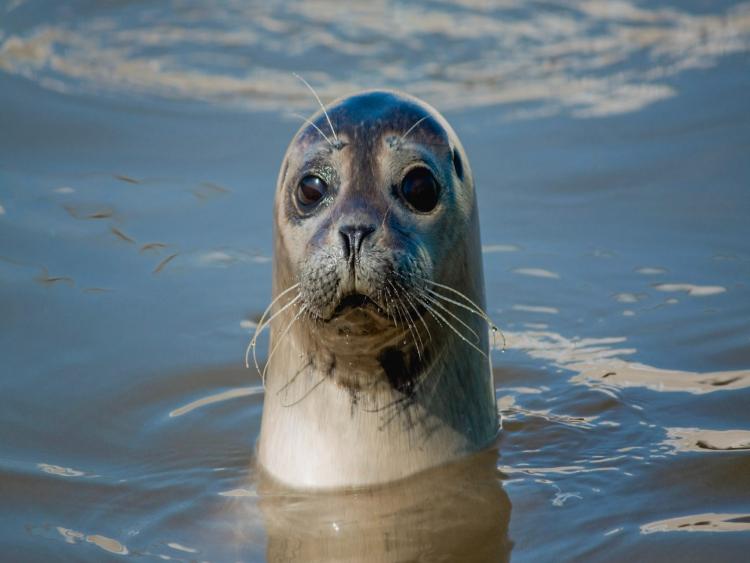 Eenoudervakantie Kamperen op Ameland