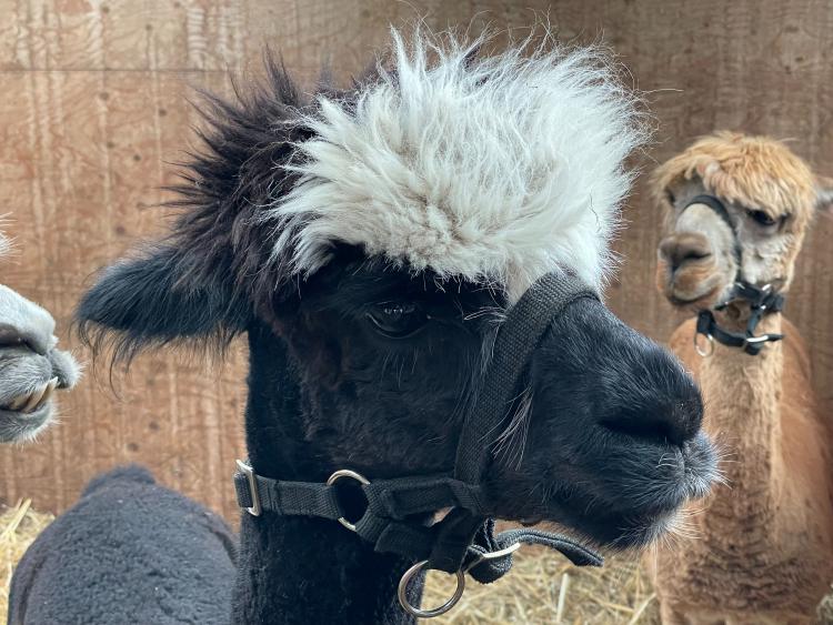 Eenoudervakantie Zomers Avontuur in Hengelo