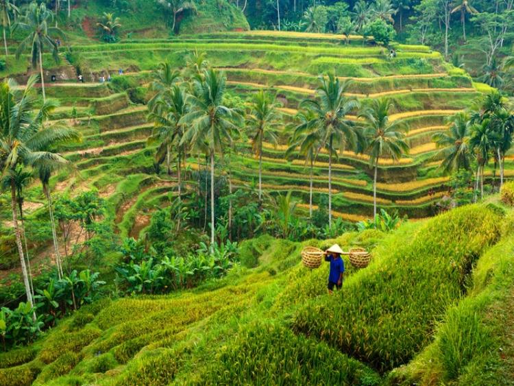 Dag 5: Ubud / dagexcursie naar Taman Ayun, Jatiluwih en Ulun Danu