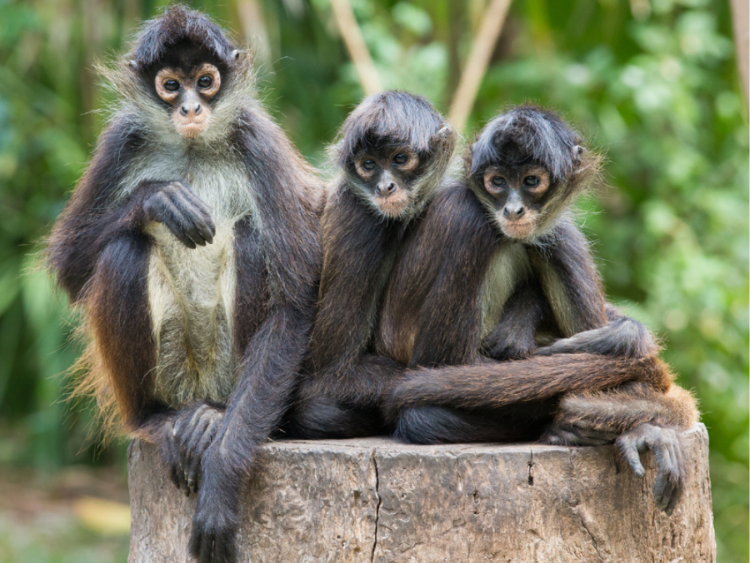 Singlereis Actief avontuur in Suriname