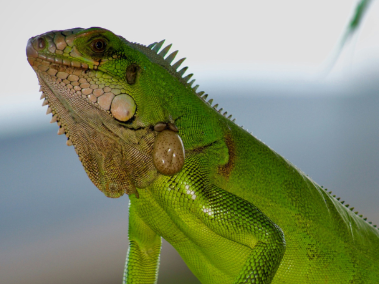 Singlereis Actief avontuur in Suriname