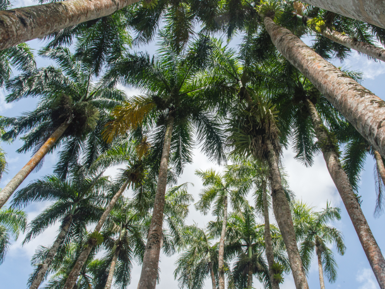 Singlereis Actief avontuur in Suriname