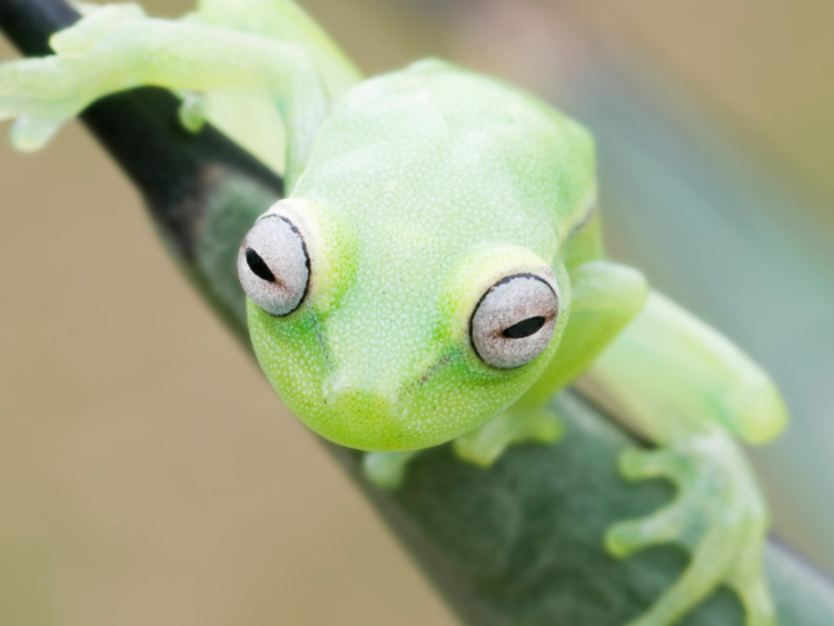 Singlereis Actief avontuur in Suriname