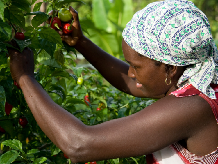 Singlereis Actief avontuur in Suriname